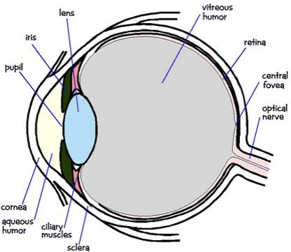 human-eye-structure